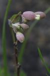 Silene vulgaris