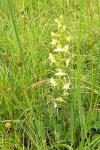 Platanthera chlorantha