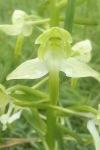 Platanthera chlorantha