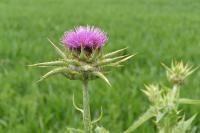 Silybum marianum