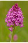 Anacamptis pyramidalis