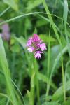 Anacamptis pyramidalis