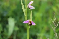 Ophrys apifera