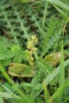 Neottia ovata