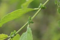 Salix aurita
