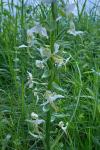 Platanthera chlorantha