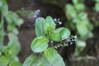 Veronica beccabunga