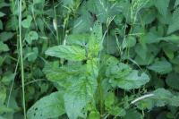 Scrophularia auriculata