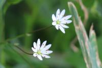 Stellaria graminea
