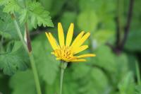 Tragopogon pratensis