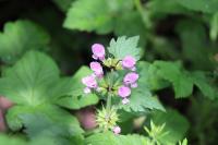 Lamium maculatum