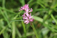 Lychnis flos-cuculi