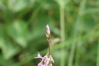 Lychnis flos-cuculi