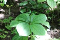 Paris quadrifolia
