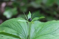 Paris quadrifolia