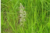 Himantoglossum hircinum