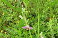 Ophrys apifera