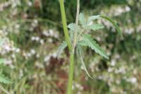 Torilis japonica