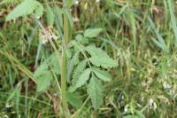 Torilis japonica