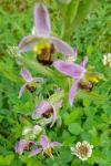 Ophrys holosericea