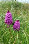 Anacamptis pyramidalis