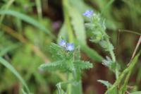 Lycopsis arvensis