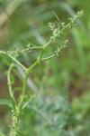 Rumex pulcher subsp. pulcher