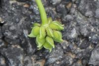 Ranunculus parviflorus