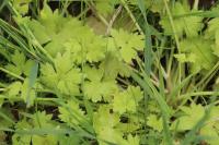 Ranunculus parviflorus