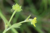 Ranunculus parviflorus