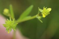 Ranunculus parviflorus