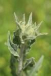 Andryala integrifolia