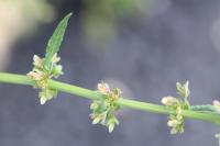 Rumex pulcher subsp. pulcher