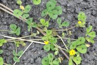 Medicago arabica