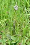 Dactylorhiza maculata