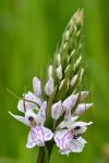 Dactylorhiza maculata