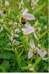 Ophrys holosericea