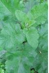 Arctium lappa