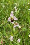 Ophrys apifera
