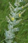 Verbascum pulverulentum