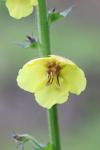 Verbascum blattaria