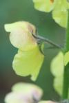 Verbascum blattaria