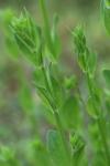 Centaurium erythraea