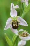 Ophrys apifera