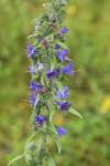 Echium vulgare