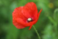 Papaver rhoeas