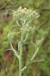 Andryala integrifolia
