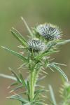 Cirsium vulgare
