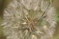 Tragopogon pratensis