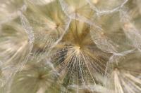 Tragopogon pratensis
